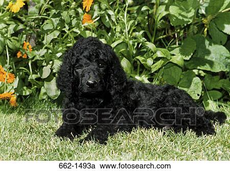Black Labradoodle sitting in a garden View Large Photo Image Stock Image - Black Labradoodle sitting in a garden. Fotosearch