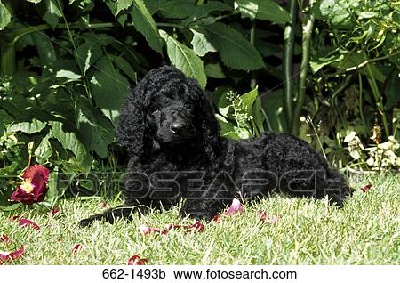 Black Labradoodle sitting in a garden View Large Photo Image Stock Image - Black Labradoodle sitting in a garden. Fotosearch
