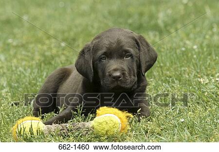 Black Labrador Retriever puppy sitting on grass View Large Photo Image Stock Image - Black Labrador Retriever puppy sitting on grass. Fotosearch