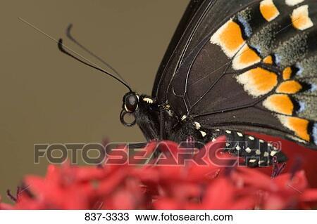 Black Swallowtail butterfly (Papilio polyxenes) pollinating flowers View Large Photo Image Stock Image - Black Swallowtail butterfly (Papilio polyxenes) pollinating flowers. Fotosearch