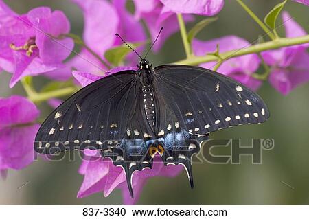 Black Swallowtail butterfly (Papilio polyxenes) pollinating a flower View Large Photo Image Stock Image - Black Swallowtail butterfly (Papilio polyxenes) pollinating a flower. Fotosearch