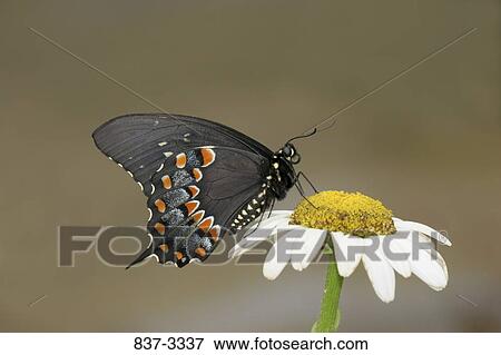 Black Swallowtail butterfly (Papilio polyxenes) pollinating a flower View Large Photo Image Stock Photo - Black Swallowtail butterfly (Papilio polyxenes) pollinating a flower. Fotosearch