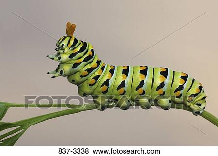 Black Swallowtail butterfly (Papilio polyxenes) on a branch View Large Photo Image Stock Photo - Black Swallowtail butterfly (Papilio polyxenes) on a branch. Fotosearch