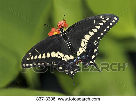 Black Swallowtail butterfly (Papilio polyxenes) pollinating a flower View Large Photo Image Stock Photograph - Black Swallowtail butterfly (Papilio polyxenes) pollinating a flower. Fotosearch