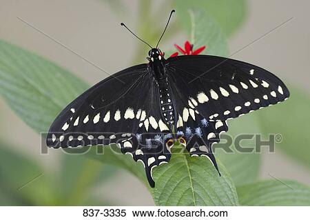 Black Swallowtail butterfly (Papilio polyxenes) pollinating flowers View Large Photo Image Stock Photography - Black Swallowtail butterfly (Papilio polyxenes) pollinating flowers. Fotosearch