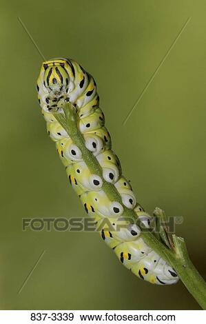 Stock Photo - Black Swallowtail caterpillar (Papilio polyxenes) on a branch. Fotosearch