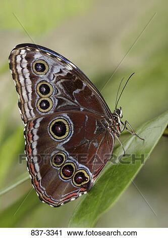 Blue Morpho butterfly (Morpho peleides) on a leaf View Large Photo Image Stock Image - Blue Morpho butterfly (Morpho peleides) on a leaf. Fotosearch