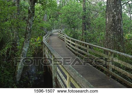 Boardwalk passing through a forest, Cypress Forest, Corkscrew Swamp Sanctuary, Florida, USA View Large Photo Image Stock Photo - Boardwalk passing through a forest, Cypress Forest, Corkscrew Swamp Sanctuary, Florida, USA. Fotosearch