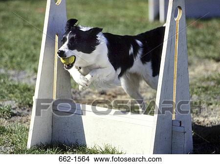 Border Collie View Large Photo Image Picture - Border Collie. Fotosearch
