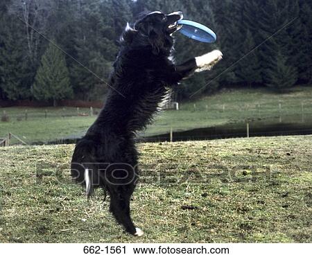Border Collie View Large Photo Image Stock Image - Border Collie. Fotosearch