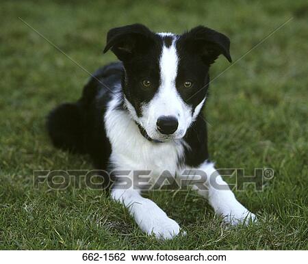 Border Collie View Large Photo Image Stock Image - Border Collie. Fotosearch