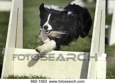 Border Collie View Large Photo Image Stock Image - Border Collie. Fotosearch