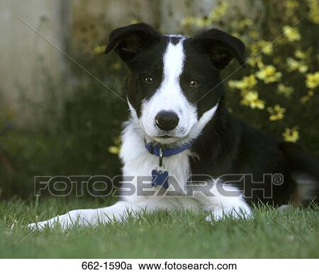 Border Collie View Large Photo Image Stock Image - Border Collie. Fotosearch