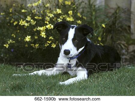 Stock Image - Border Collie. Fotosearch