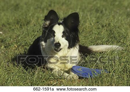 Border Collie View Large Photo Image Stock Image - Border Collie. Fotosearch