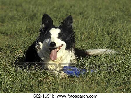 Border Collie View Large Photo Image Stock Image - Border Collie. Fotosearch