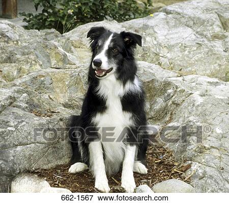 Border Collie View Large Photo Image Stock Photo - Border Collie. Fotosearch