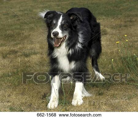 Border Collie View Large Photo Image Stock Photo - Border Collie. Fotosearch