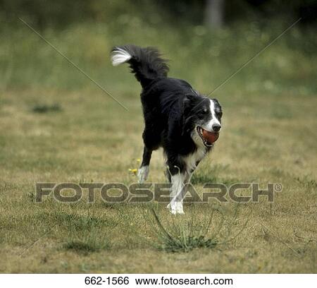 Border Collie View Large Photo Image Stock Photograph - Border Collie. Fotosearch