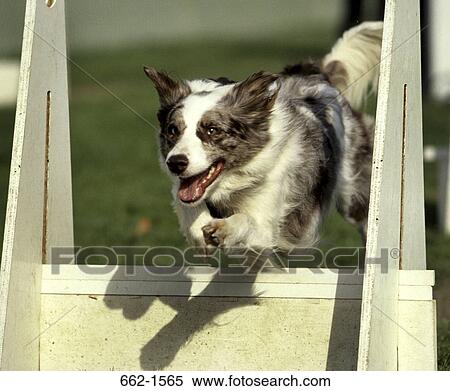 Border Collie View Large Photo Image Stock Photography - Border Collie. Fotosearch