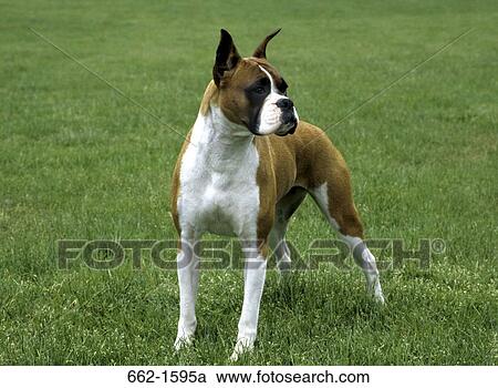 Boxer (cropped) View Large Photo Image Stock Image - Boxer (cropped). Fotosearch