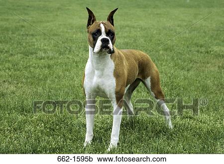 Stock Image - Boxer (cropped). Fotosearch