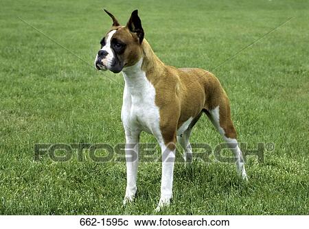 Boxer (cropped) View Large Photo Image Stock Image - Boxer (cropped). Fotosearch