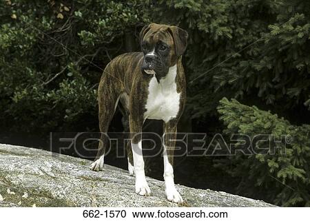 Boxer (uncropped) View Large Photo Image Stock Image - Boxer (uncropped). Fotosearch