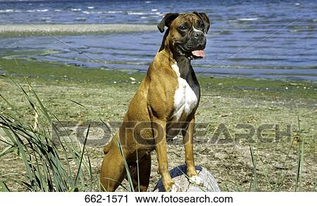 Boxer (uncropped) View Large Photo Image Stock Image - Boxer (uncropped). Fotosearch