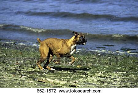 Boxer (uncropped) View Large Photo Image Stock Image - Boxer (uncropped). Fotosearch