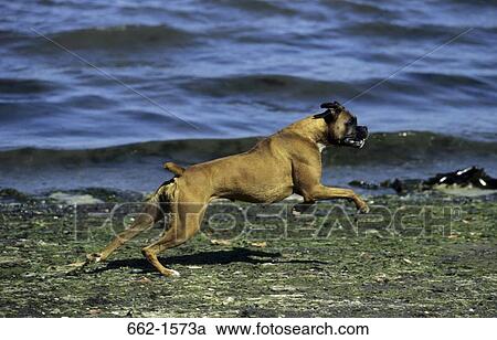 Stock Image - Boxer (uncropped). Fotosearch