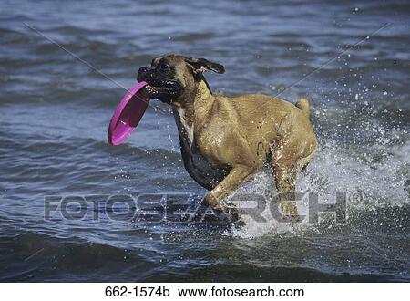 Boxer (uncropped) View Large Photo Image Stock Image - Boxer (uncropped). Fotosearch