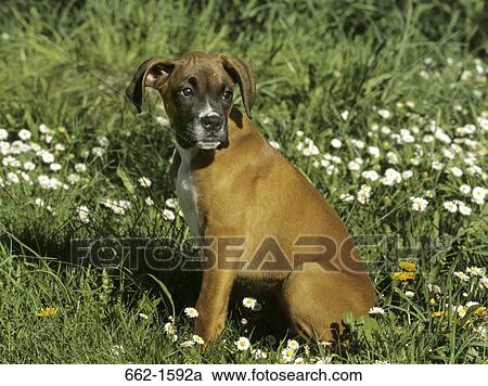 Boxer (uncropped) View Large Photo Image Stock Image - Boxer (uncropped). Fotosearch