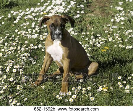 Boxer (uncropped) View Large Photo Image Stock Image - Boxer (uncropped). Fotosearch