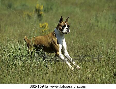 Boxer (uncropped) View Large Photo Image Stock Image - Boxer (uncropped). Fotosearch