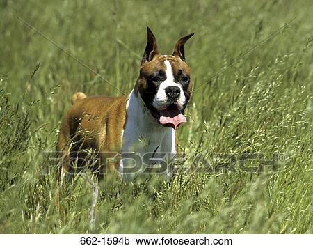 Boxer (uncropped) View Large Photo Image Stock Image - Boxer (uncropped). Fotosearch