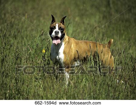 Boxer (uncropped) View Large Photo Image Stock Image - Boxer (uncropped). Fotosearch