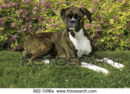 Boxer (uncropped) View Large Photo Image Stock Image - Boxer (uncropped). Fotosearch