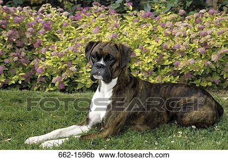 Boxer (uncropped) View Large Photo Image Stock Image - Boxer (uncropped). Fotosearch