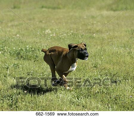 Boxer (uncropped) View Large Photo Image Stock Photo - Boxer (uncropped). Fotosearch