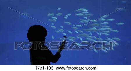 Boy photographing fish, Monterey Bay Aquarium, Monterey, California, USA View Large Photo Image Stock Image - Boy photographing fish, Monterey Bay Aquarium, Monterey, California, USA. Fotosearch
