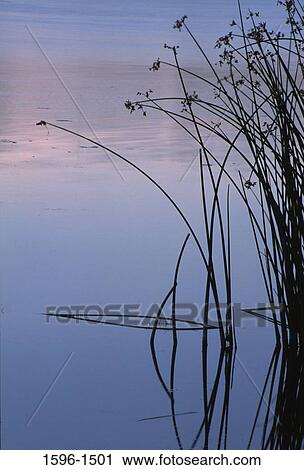 Cattail plants in water, Burbank Slough, McNary National Wildlife Refuge, Washington State, USA View Large Photo Image Stock Image - Cattail plants in water, Burbank Slough, McNary National Wildlife Refuge, Washington State, USA. Fotosearch