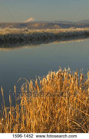 Cattails near wetland with mountains in the background, Mt Shasta, Lower Klamath National Wildlife Refuge, Klamath Basin, California, USA View Large Photo Image Stock Image - Cattails near wetland with mountains in the background, Mt Shasta, Lower Klamath National Wildlife Refuge, Klamath Basin, California, USA. Fotosearch