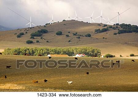 Cattle in the field with wind turbines in the background, Zahara de los Atunes, Costa de la Luz, Andalusia, Spain View Large Photo Image Picture - Cattle in the field with wind turbines in the background, Zahara de los Atunes, Costa de la Luz, Andalusia, Spain. Fotosearch
