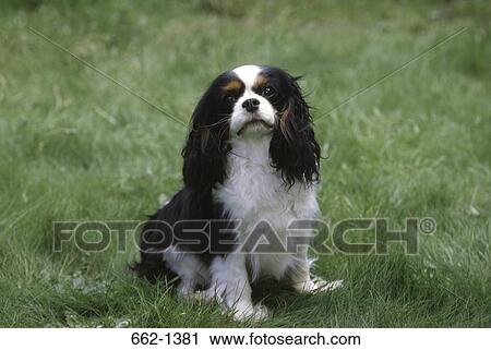 Cavalier King Charles Spaniel dog sitting in a lawn View Large Photo Image Stock Image - Cavalier King Charles Spaniel dog sitting in a lawn. Fotosearch