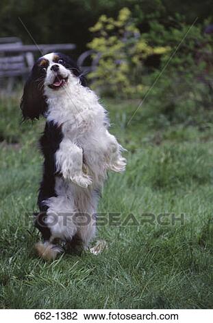 Cavalier King Charles Spaniel dog dancing in a field View Large Photo Image Stock Image - Cavalier King Charles Spaniel dog dancing in a field. Fotosearch
