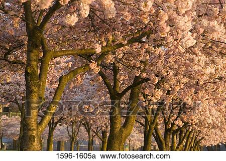 Cherry Blossom trees in a park, Tom McCall Waterfront Park, Portland, Oregon, USA View Large Photo Image Stock Image - Cherry Blossom trees in a park, Tom McCall Waterfront Park, Portland, Oregon, USA. Fotosearch