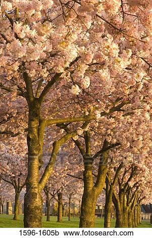 Stock Image - Cherry Blossom trees in a park, Tom McCall Waterfront Park, Portland, Oregon, USA. Fotosearch