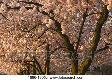 Cherry Blossom trees in a park, Tom McCall Waterfront Park, Portland, Oregon, USA View Large Photo Image Stock Image - Cherry Blossom trees in a park, Tom McCall Waterfront Park, Portland, Oregon, USA. Fotosearch