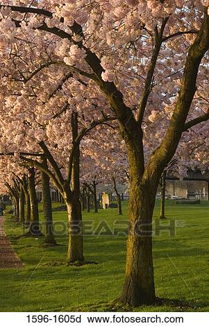 Cherry Blossom trees in a park, Tom McCall Waterfront Park, Portland, Oregon, USA View Large Photo Image Stock Image - Cherry Blossom trees in a park, Tom McCall Waterfront Park, Portland, Oregon, USA. Fotosearch